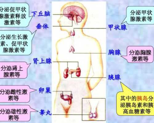 上海第九人民医院试管婴儿成功率受哪些因素影响
