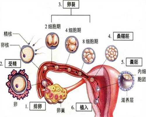 上海明星代孕是什么意思:上海助代怀孕包成功机