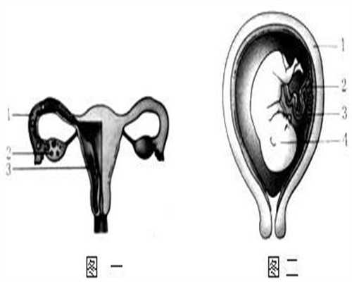 上海代怀孕费用酷宝贝生殖:胎盘植入一般发生在