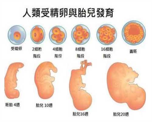 上海有人要找代孕妈妈么-四十天婴儿的智力表现是怎样的